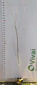 Carica immagine nel visualizzatore Galleria, PIANTA DI POPULUS NIGRA IN VASO 18 CM (foto reale) PIOPPO NERO
