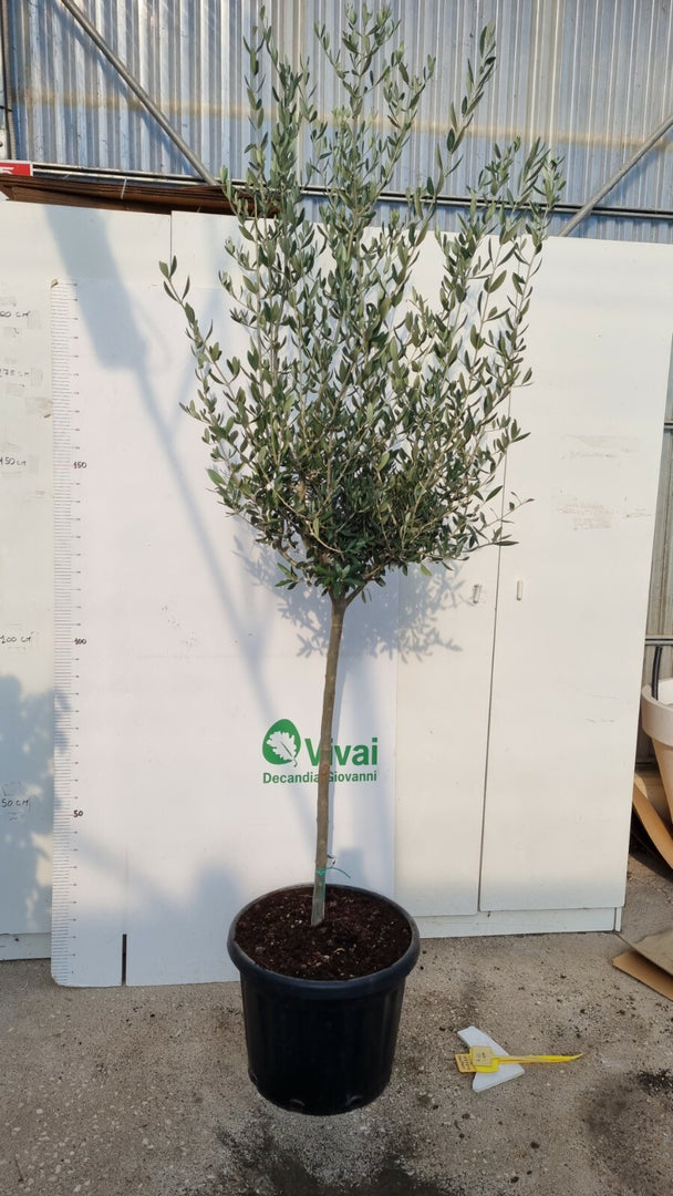 PIANTA DI ULIVO  ALTEZZA 180/200 CM IN MASTELL0 da 60 cm (foto reali)