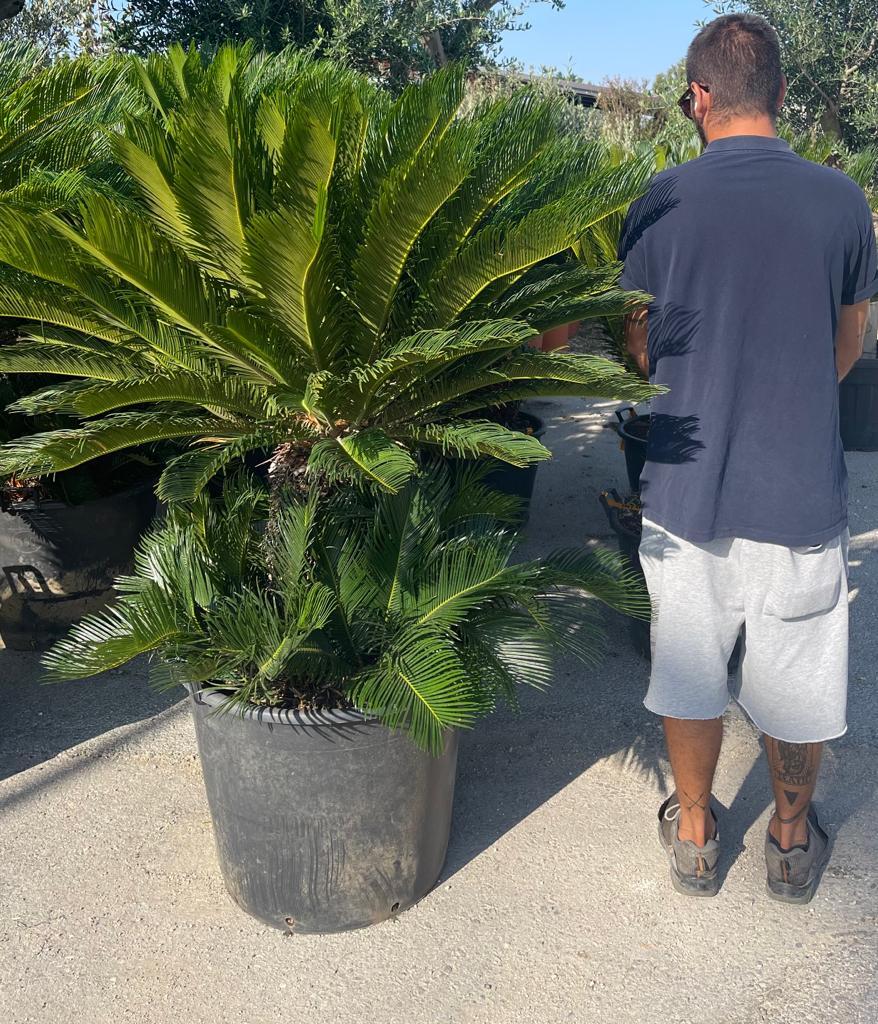 PIANTA DI CYCAS CICAS  PALMA NANA in mastello 100 lt (foto reali) " esemplare "