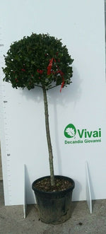 Carica immagine nel visualizzatore Galleria, PIANTA DI AGRIFOGLIO ILEX VERDE IN VASO ALTEZZA 100/120 CM