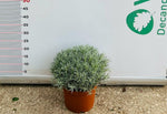 Carica immagine nel visualizzatore Galleria, PIANTA DI ELICRISO HELICHRYSUM ITALICUM  VASO CM 22