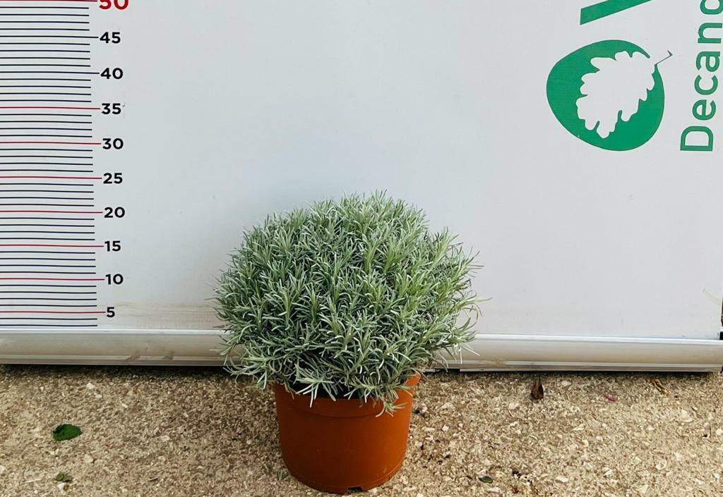 PIANTA DI ELICRISO HELICHRYSUM ITALICUM  VASO CM 22
