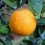 Carica immagine nel visualizzatore Galleria, PIANTA DI ARANCIO WASHINGTON in vaso 24- età 3/4 anni (foto reali)