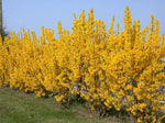 Carica immagine nel visualizzatore Galleria, PIANTA DI FORSYTHIA LYNWOOD VARIETY VASO 16 CM (foto reale)  FIORE GIALLO