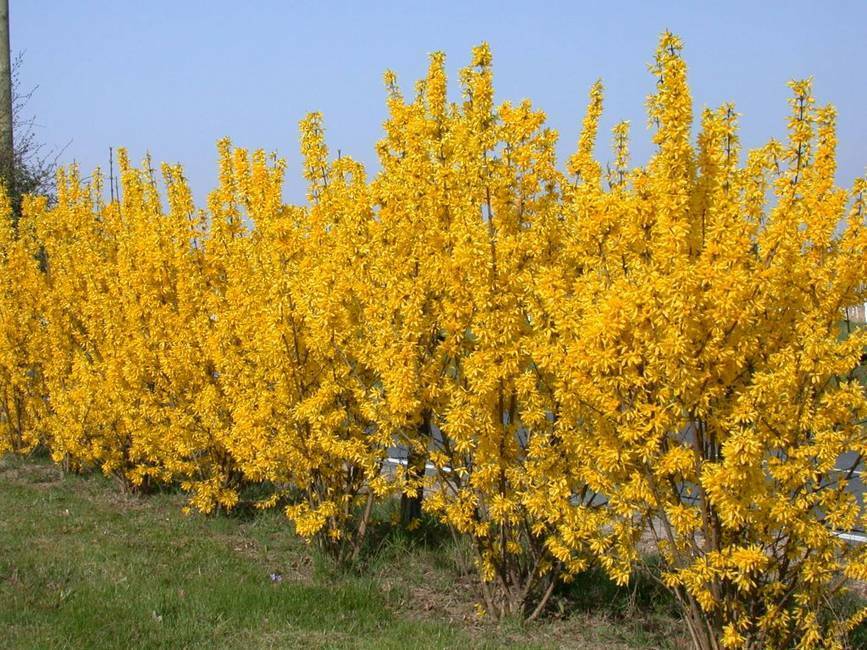 PIANTA DI FORSYTHIA LYNWOOD VARIETY VASO 16 CM (foto reale)  FIORE GIALLO