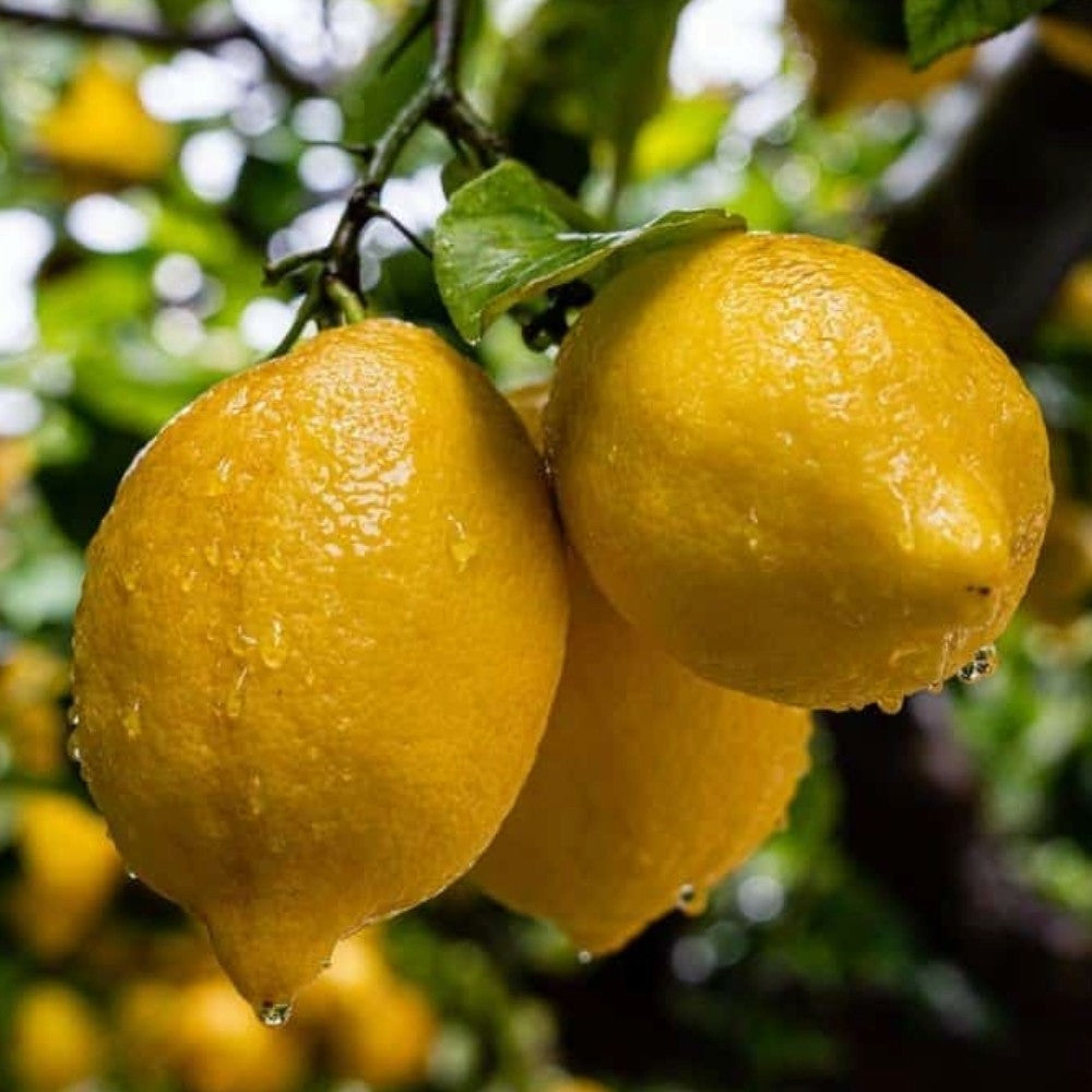 PIANTA DI LIMONE 4 STAGIONI innesto basso in vaso 20 (foto reali)