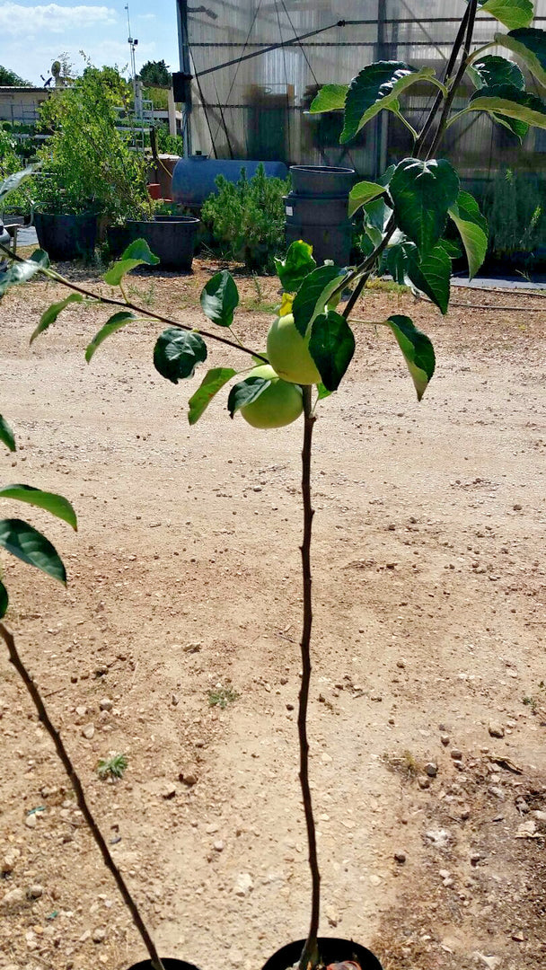 PIANTA DA FRUTTO MELO DECIO in vaso 20 età 2/3 anni (foto reali)