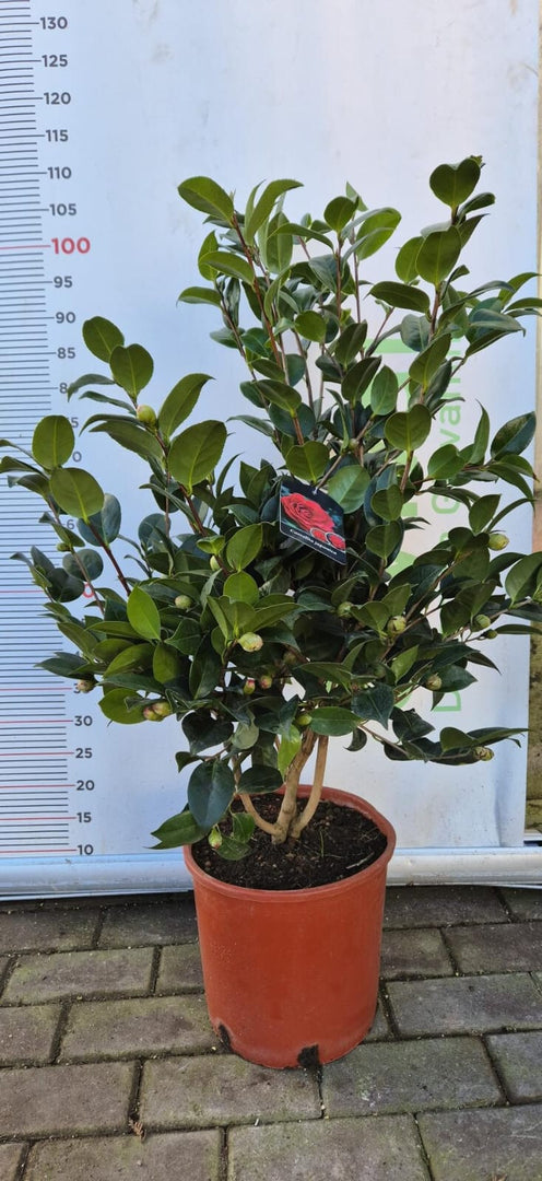 PIANTA DI CAMELIA JAPONICA VASO 24 CM (foto reali) ALTEZZA 80/90
