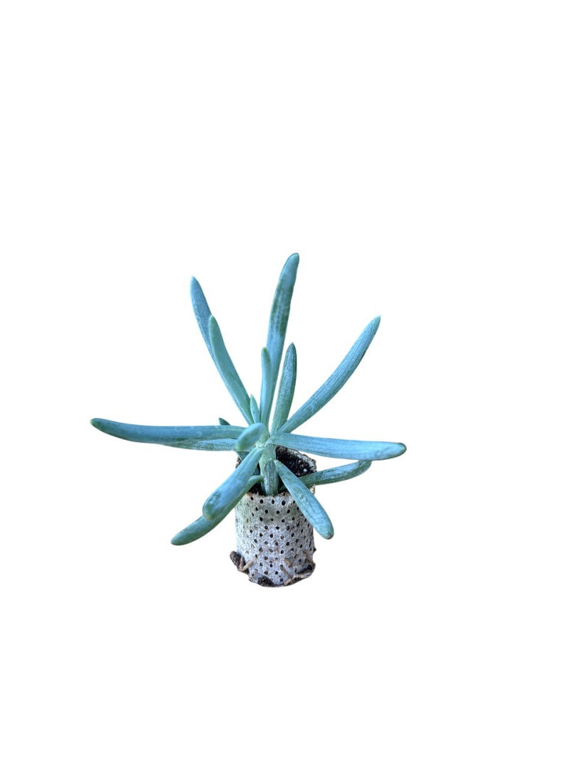 10 pezzi piante grasse Serpens Blue Chalksticks - Senecio Candicans IN VASO 10