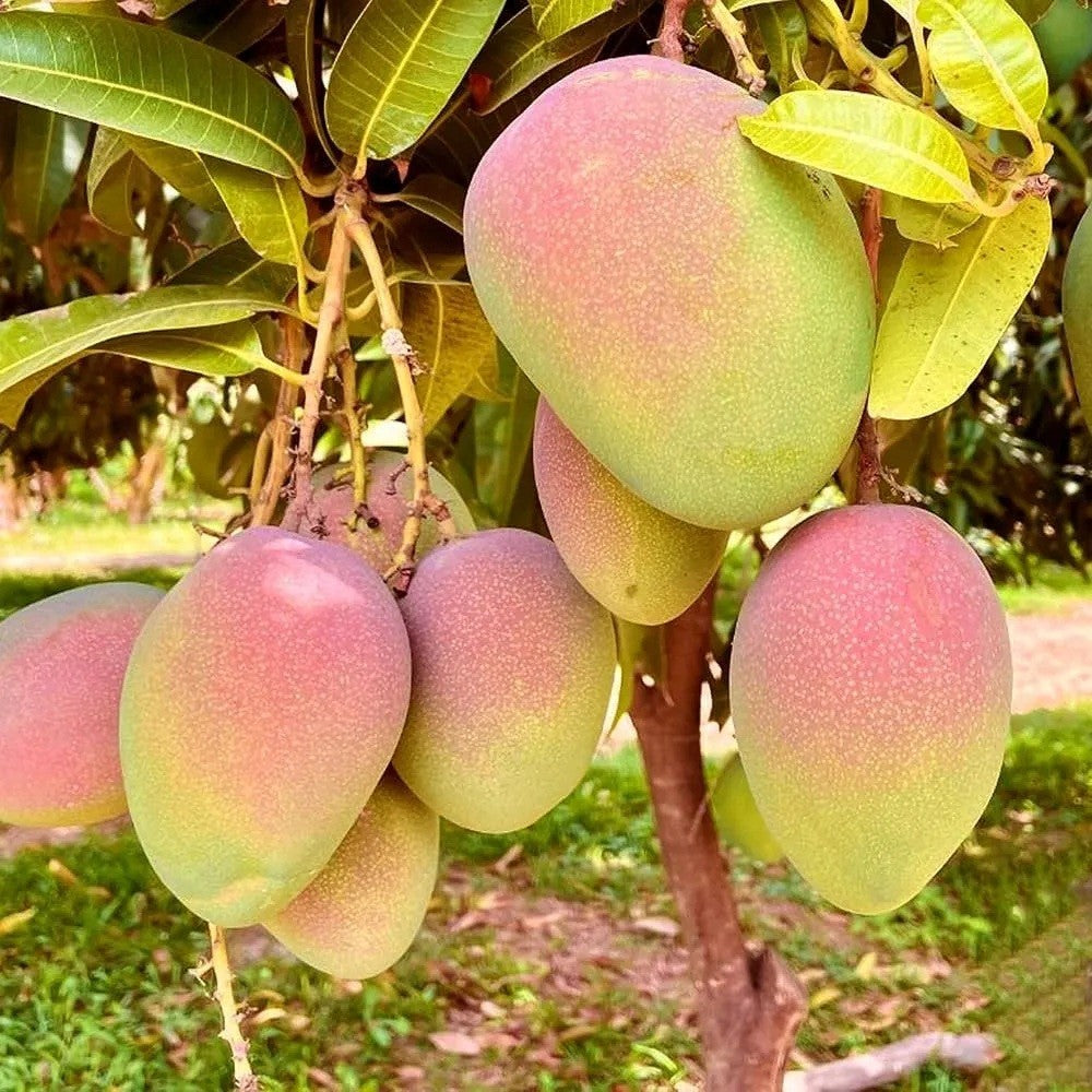 PIANTA DA FRUTTO TROPICALE MANGO KENT in vaso 20 età 2/3 anni (foto reali)