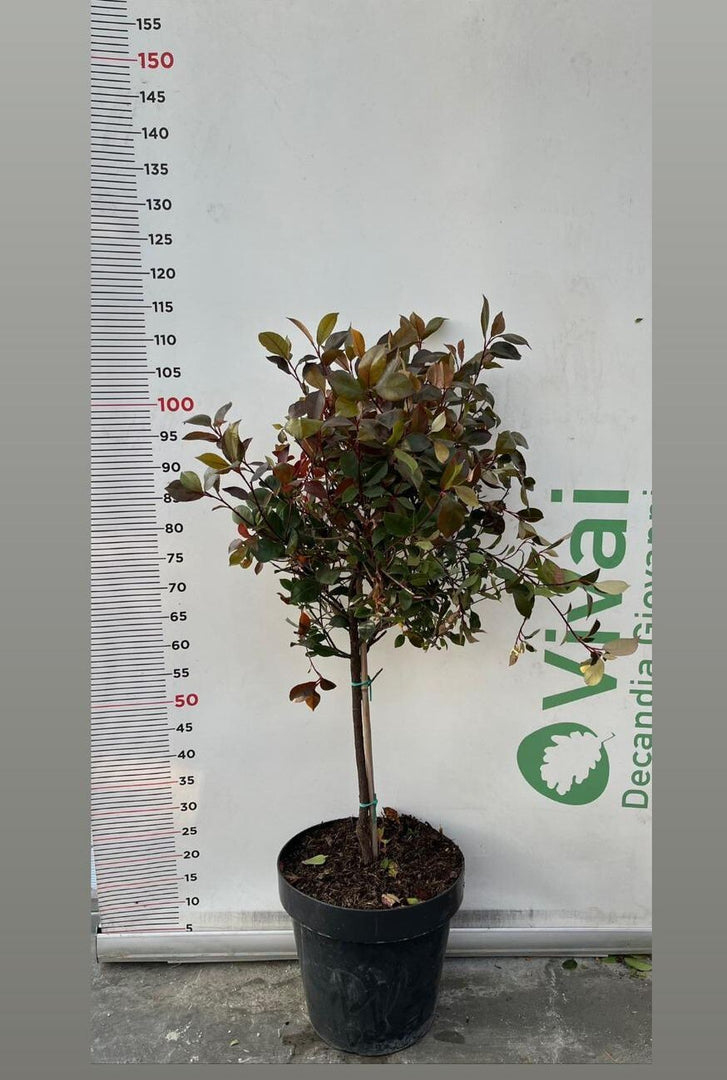 PIANTA DI PHOTINIA FRASERI ROBUSTA COMPACTA ALB. V. 30 1/4 FUSTO