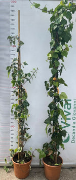 Carica immagine nel visualizzatore Galleria, PIANTA DI EDERA VARIEGATA O VERDE  FOGLIA LARGA 150/200 cm (foto reale) VASO 22