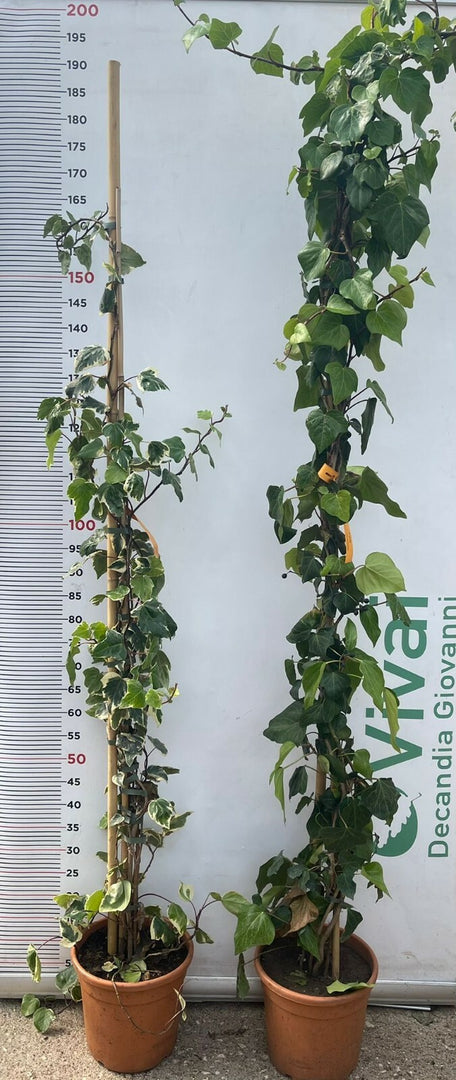 PIANTA DI EDERA VARIEGATA O VERDE  FOGLIA LARGA 150/200 cm (foto reale) VASO 22