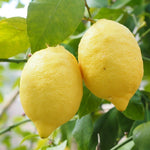 Carica immagine nel visualizzatore Galleria, PIANTA DI LIMONE DI SORRENTO/SFUSATO AMALFITANO in fitocella - età 2/3 anni