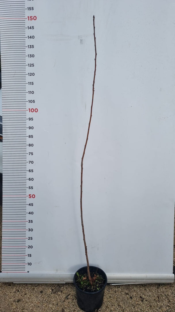 PIANTA DI PRUNUS AVIUM IN VASO 18 CM (foto reale) CILIEGIO