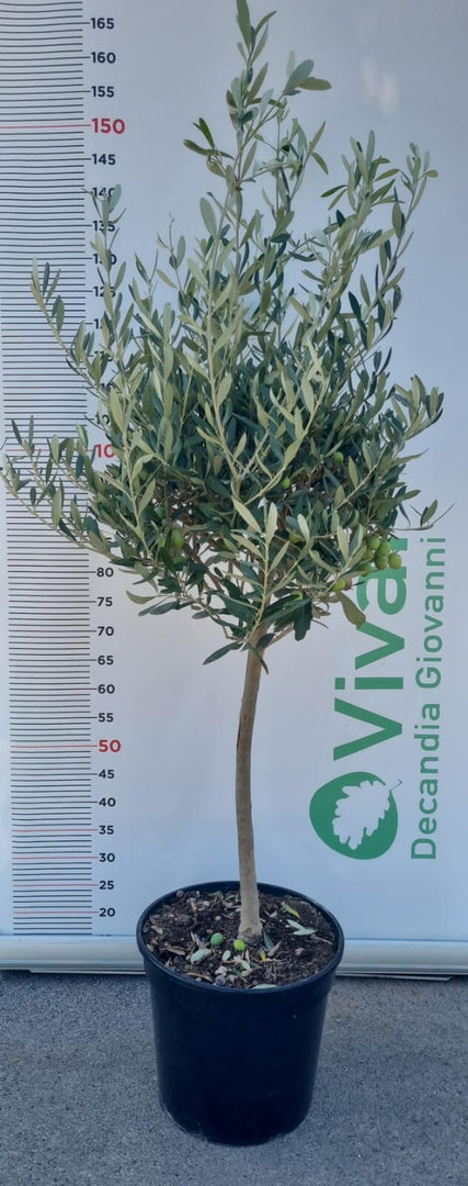 PIANTA DI ULIVO IN VASO 30cm 1/4 di FUSTO  (foto reali)