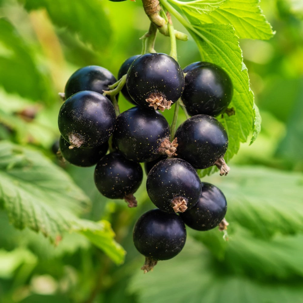 PIANTA DI RIBES in vaso 16/18
