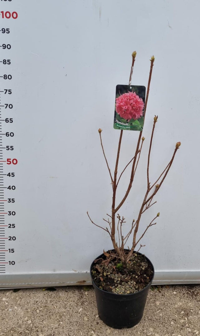 PIANTA DI AZALEA MOLLIS-KNAPHLL VASO 22 CM  COLORI MIX