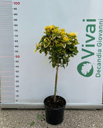 Carica immagine nel visualizzatore Galleria, PIANTA DI EVONIMO JAPONICUS AUREA ALBERELLO VASO 21 (foto reale) H.60/70 cm