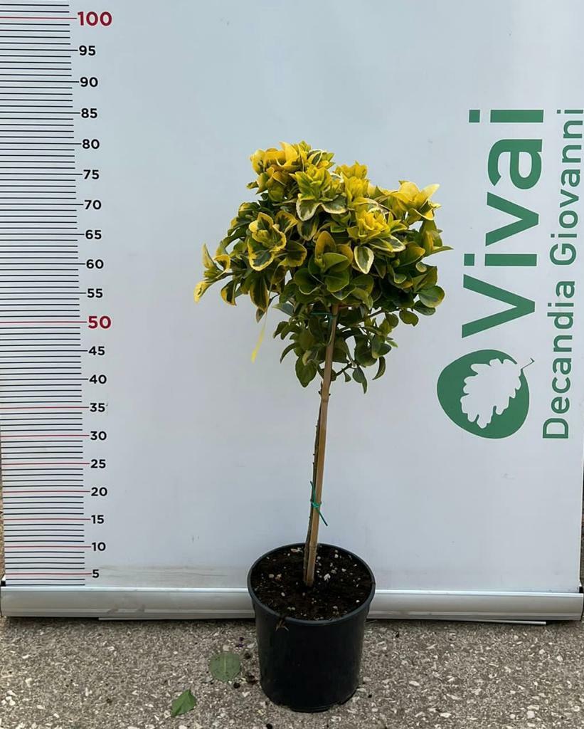 PIANTA DI EVONIMO JAPONICUS AUREA ALBERELLO VASO 21 (foto reale) H.60/70 cm