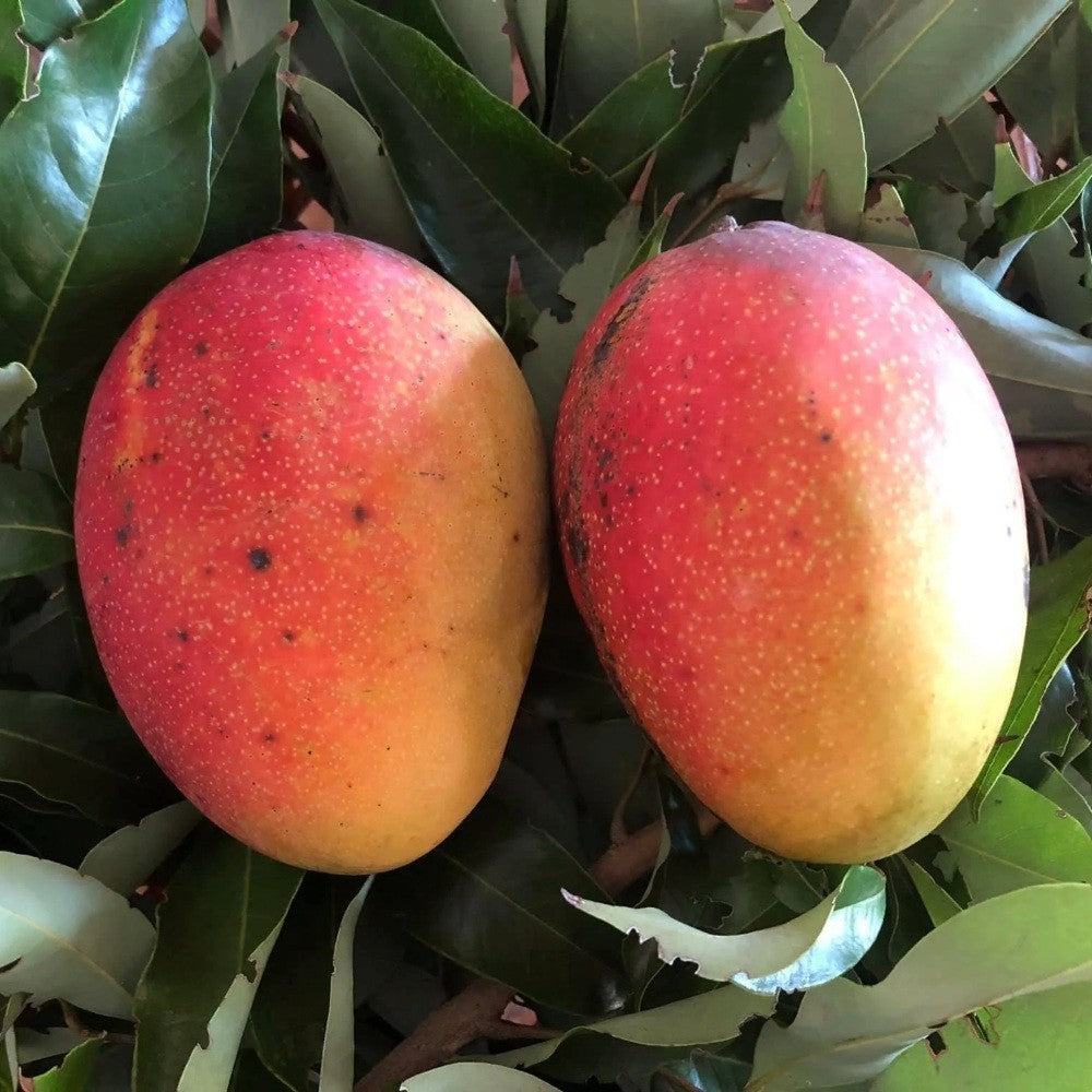PIANTA DA FRUTTO TROPICALE MANGO GLENN in vaso 20 età 2/3 anni (foto reali)