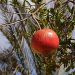 Carica immagine nel visualizzatore Galleria, PIANTA DA FRUTTO MELOGRANO ACCO in vaso 20 età 2/3 anni (foto reali)