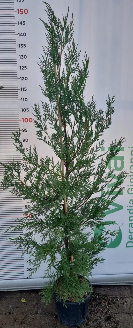 50 Piante di Leylandii V18 H 130/150 cm – Siepe Sempreverde Crescita Rapida