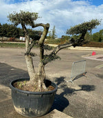 Carica immagine nel visualizzatore Galleria, Albero di Ulivo Bonsai Secolari FOTO REALI ritiro in zona Altamura (BA)