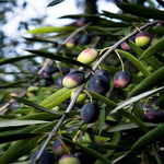 Carica immagine nel visualizzatore Galleria, PIANTA DI ULIVO TERMITE DI BITETTO in vaso 24 età 3/4 anni (foto reali)