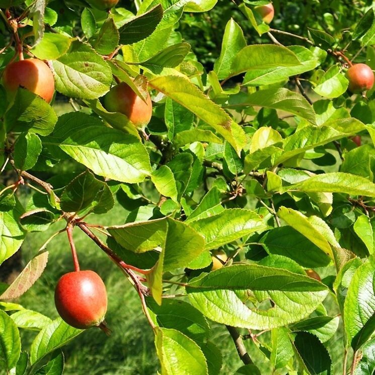 PIANTA DI MALUS SYLVESTRIS IN VASO 18 CM (foto reale) MELO SELVATICO