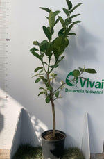Carica immagine nel visualizzatore Galleria, PIANTA DI CEDRO DIAMANTE IN VASO 20CM ALTEZZA 120/130CM