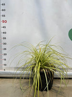 Carica immagine nel visualizzatore Galleria, CAREX MORROWII 'ICE DANCE' pianta graminacea erbacea perenne