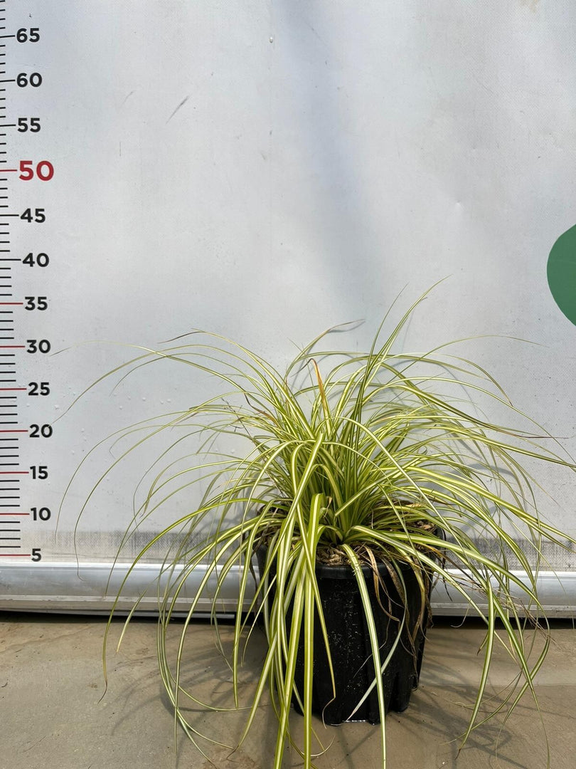 CAREX MORROWII 'ICE DANCE' pianta graminacea erbacea perenne