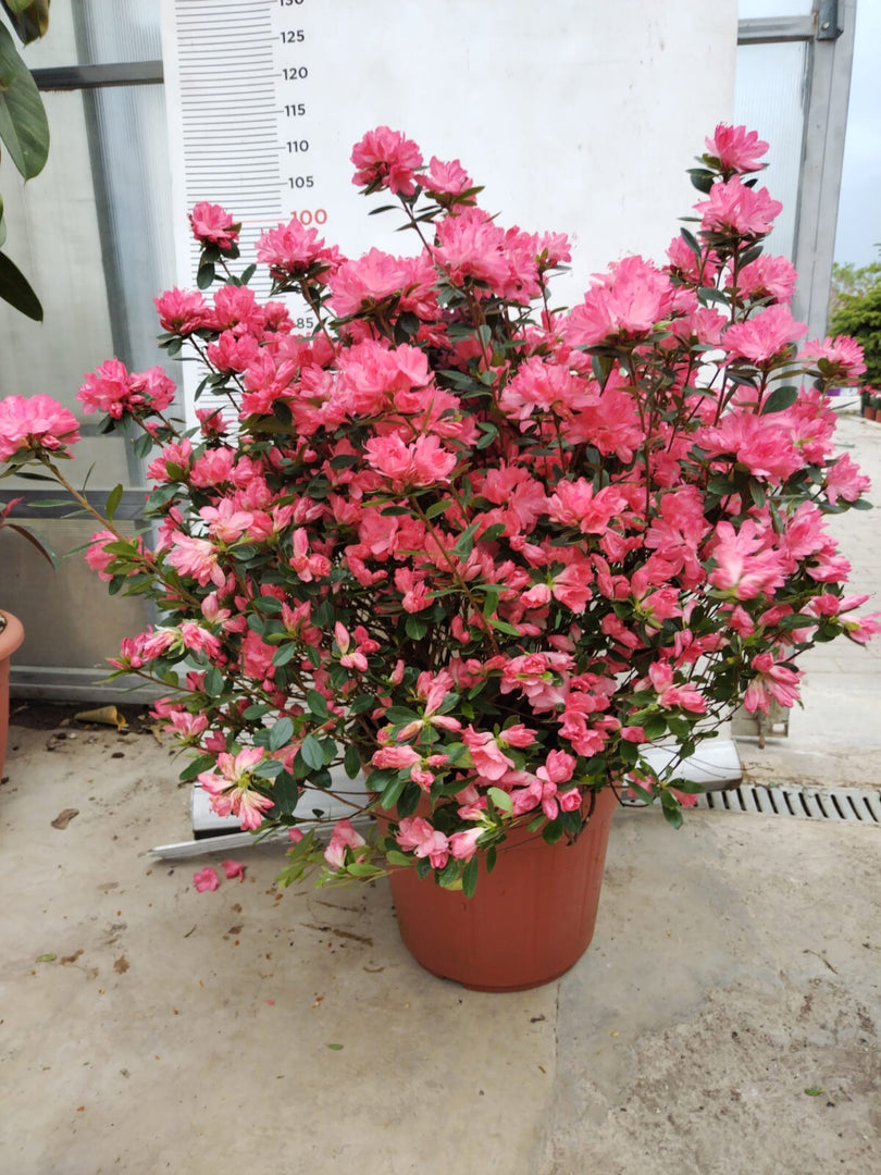 PIANTA DI RHODODENDRON AZALEA IN VASO  cm 45 (foto reale)  COLORI MIX