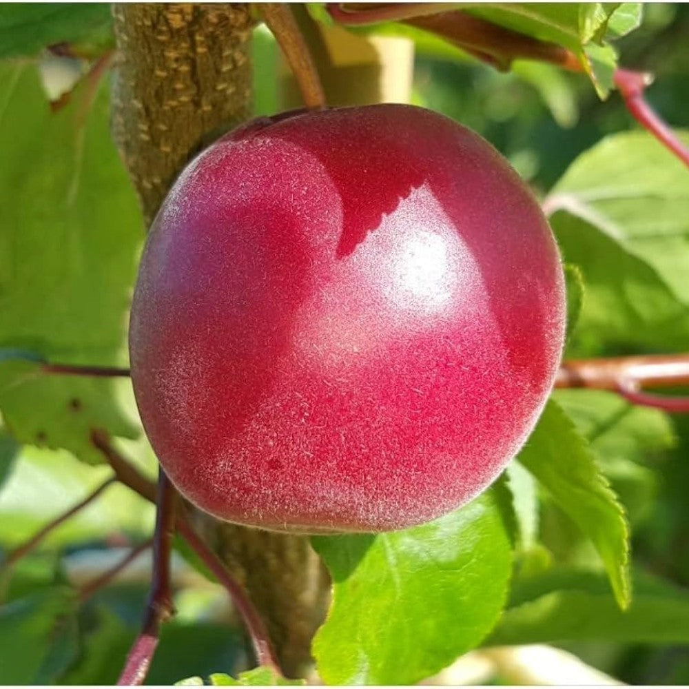 PIANTA DA FRUTTO BIRICOCCOLO in vaso 24 età 3/4 ann
