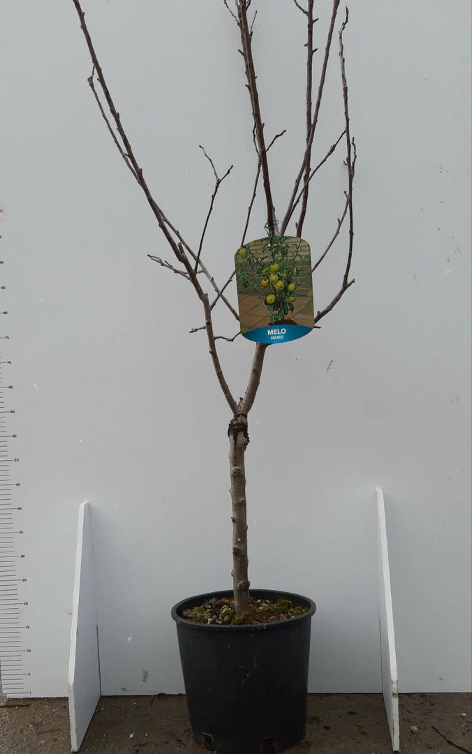 PIANTA DA FRUTTO MELO NANO in vaso 20/24 (foto reali)