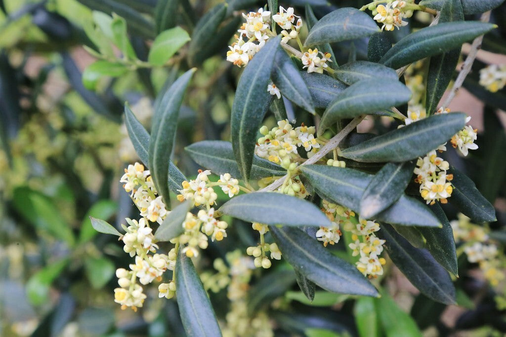 PIANTA DI ULIVO "OLEA EUROPEA" MULTITRONCO VASO 50 CM H. 160 cm (foto reale)