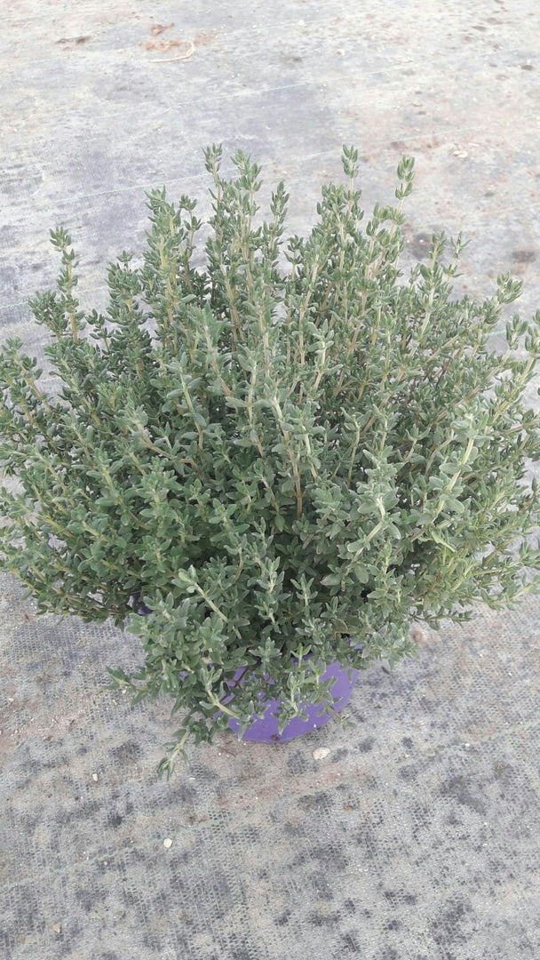 PIANTE DI TIMO in vaso 14 cm (foto reali)