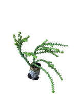 Carica immagine nel visualizzatore Galleria, 10 pezzi di Piante Grasse Cosima - Crassula Hybrida IN VASO 10