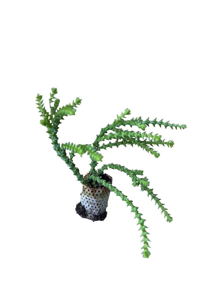 10 pezzi di Piante Grasse Cosima - Crassula Hybrida IN VASO 10