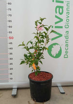 Carica immagine nel visualizzatore Galleria, PIANTA DI HIBISCUS SYRIACUS IN VASO 20 CM VARIETA' MIX