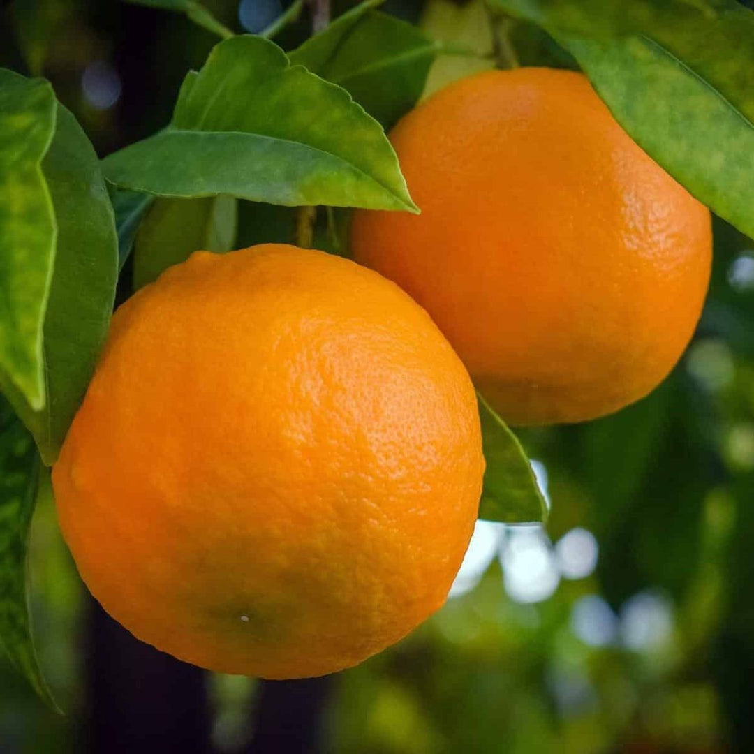 PIANTA DI ARANCIO VALENCIA in vaso 24 - età 3/4 anni (foto reali)