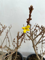 Carica immagine nel visualizzatore Galleria, PIANTA DI FORSYTHIA LYNWOOD VARIETY VASO 16 CM (foto reale)  FIORE GIALLO