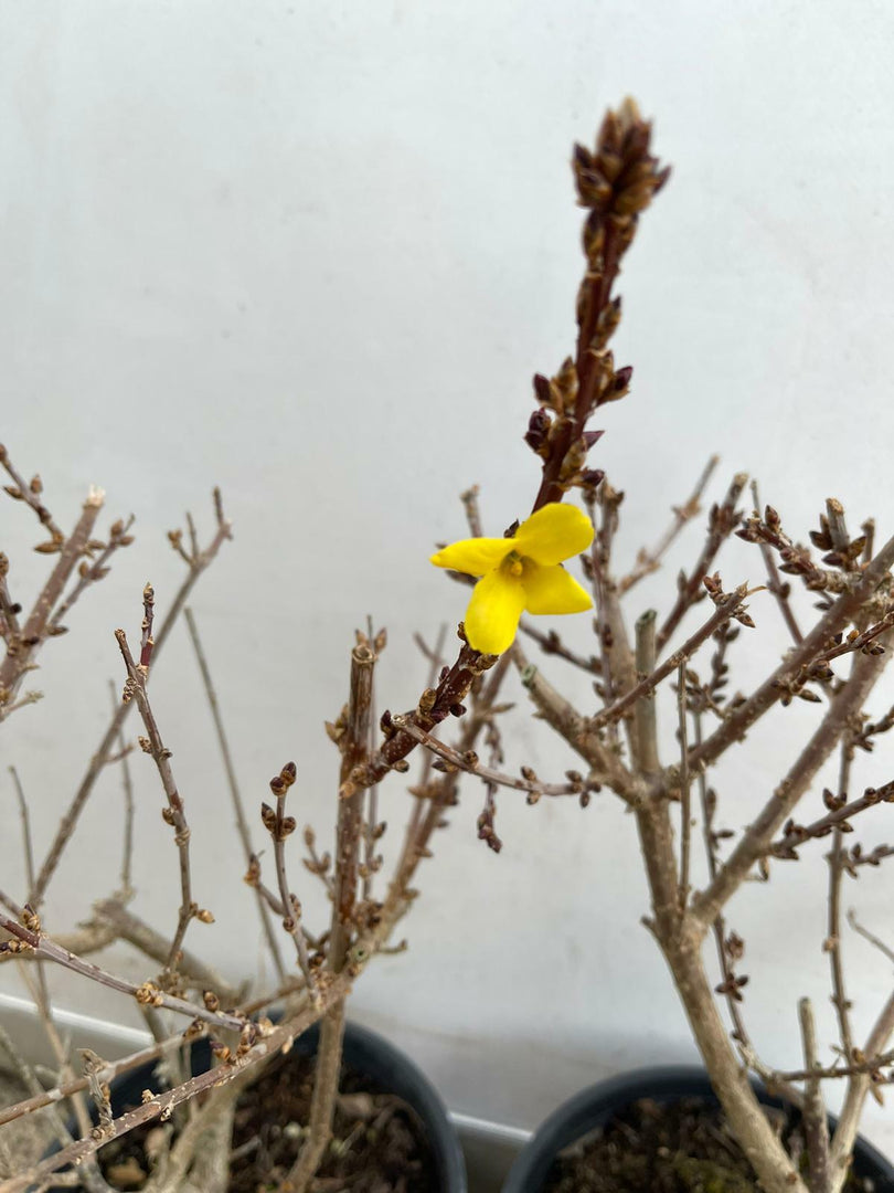 PIANTA DI FORSYTHIA LYNWOOD VARIETY VASO 16 CM (foto reale)  FIORE GIALLO