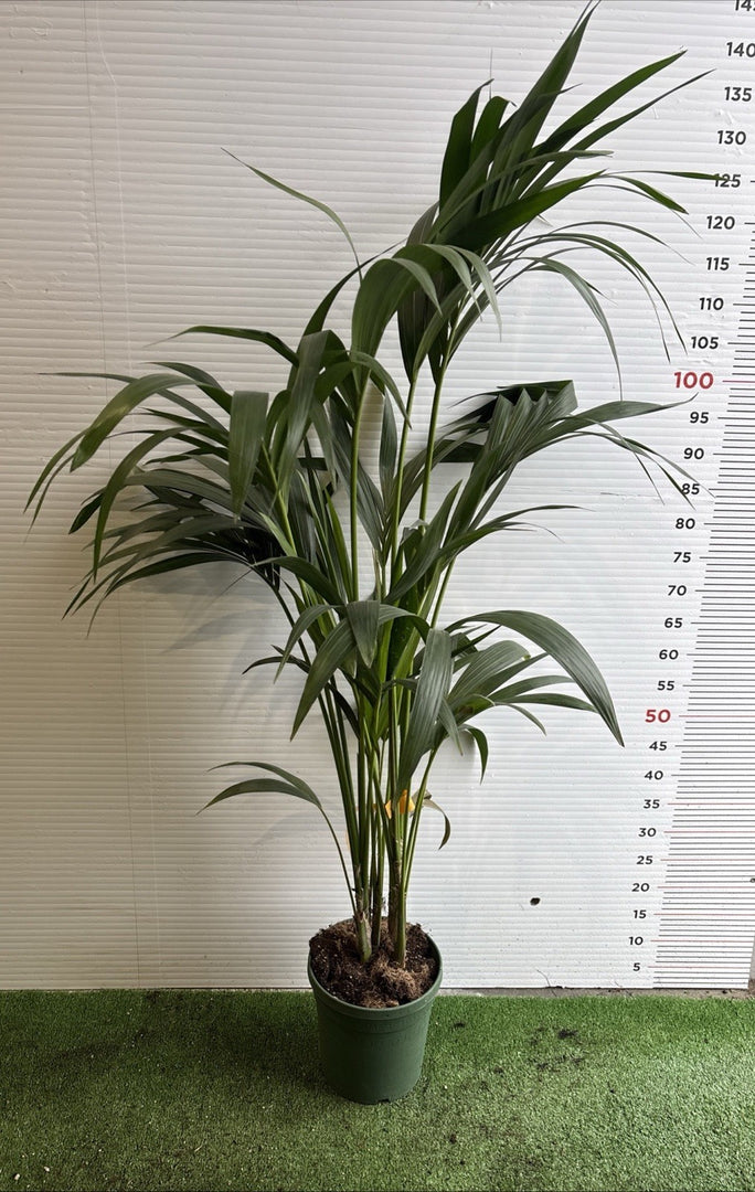PIANTA DI KENTHIA in vaso 18