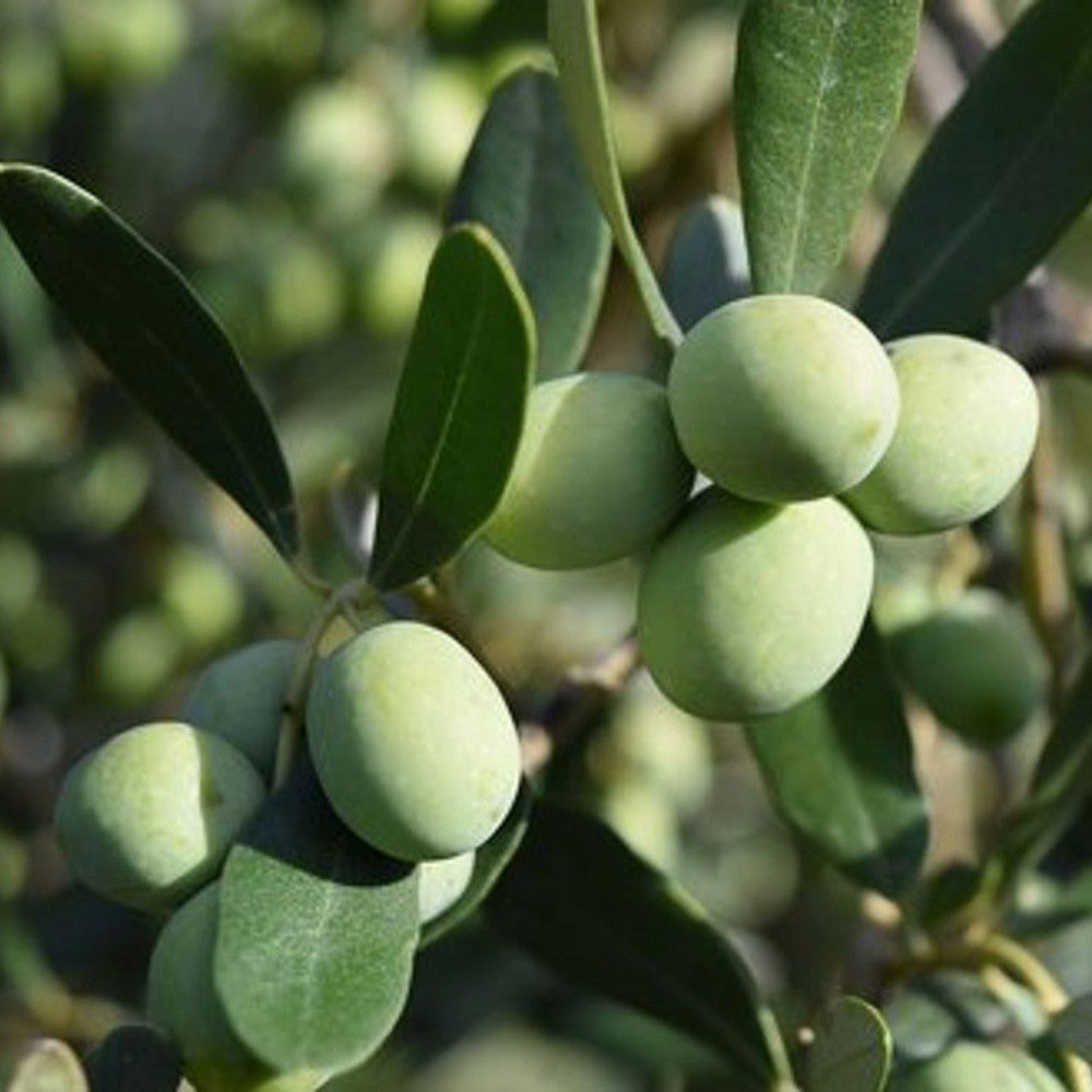 PIANTA DI ULIVO CIPRESSINO in vaso 24 - età 3/4 anni