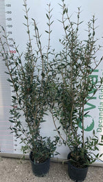 Carica immagine nel visualizzatore Galleria, N.2 PIANTE DI PHILLYREA ANGUSTIFOLIA FILLIREA  IN VASO CM 18