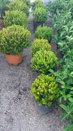 Carica immagine nel visualizzatore Galleria, PIANTA DI BUXUS BOSSO FAULKNER A PALLA vaso cm 24 (foto reale) siepe
