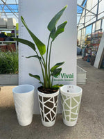 Carica immagine nel visualizzatore Galleria, PIANTA DI STRELITZIA AUGUSTA +VASO MOSAICO H. 150 CM (foto reali) DA INTERNO