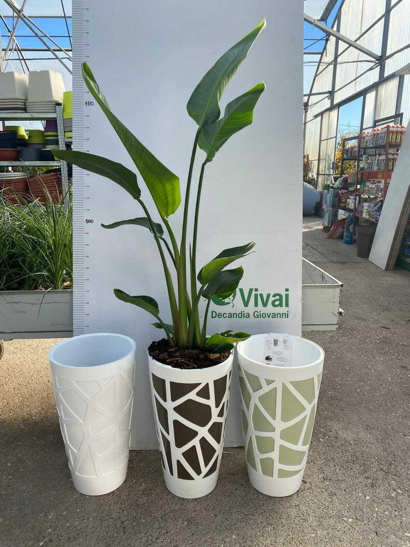 PIANTA DI STRELITZIA AUGUSTA +VASO MOSAICO H. 150 CM (foto reali) DA INTERNO